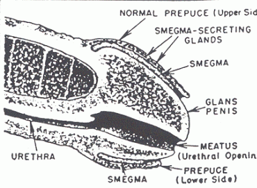 Smegma Nedir?