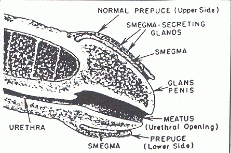 Smegma Nedir?